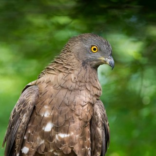 European Honey Buzzard (Pernis apivorus), Subotica, Serbia