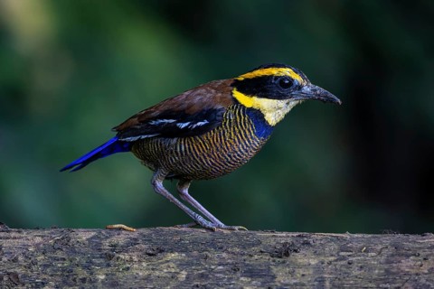Javan Banded Pitta (Hydrornis guajanus) male, Bali, Indonesia