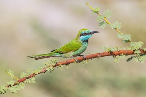Green Bee-eater (Merops orientalis), Eilat, Israel