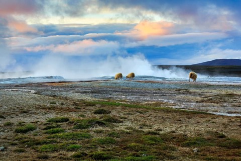 Free-range sheep grazing, sulphur vapour, evening sky, Hveravellir geothermal area, Icelandic