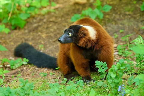 Red ruffed lemur (Varecia rubra), sitting in the forest and casting a sideways glance, France