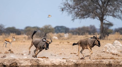 Blue wildebeest (Connochaetes taurinus), two animals running, Nxai Pan National Park, Botswana