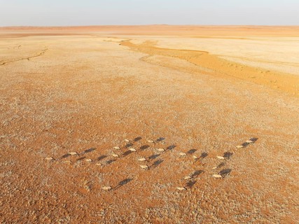 Gemsbok (Oryx gazella). Roaming an arid plain at the edge of the Namib Desert. Aerial view. Drone