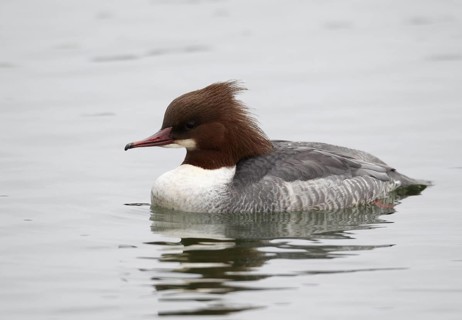 Common Merganser (Mergus merganser) female, Mecklenburg-Western Pomerania, Germany