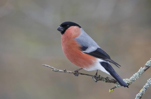 Eurasian Bullfinch (Pyrrhula pyrrhula) male, Saxony, Germany