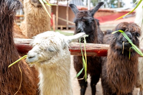 Alpaca and Llama Farm, near Cusco, Peru