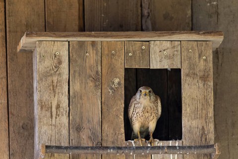 Kestrel (Falco tinnunculus) female sitting at the entrance to the incubator, village in