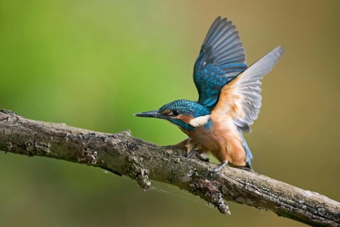 Impatiently begging... Kingfisher (Alcedo atthis), just fledged young bird begs insistently for