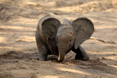 African elephant (Loxodonta africana), young animal, digging, drinking, searching for water, dried