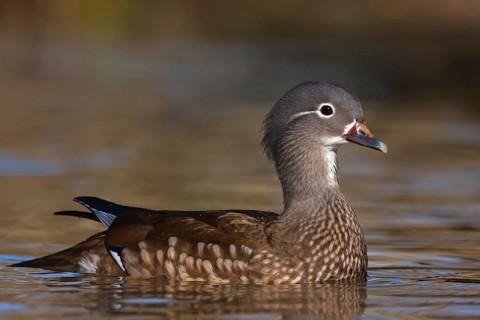 Mandarin Duck (Aix galericulata), Baden-Wuerttemberg, Germany