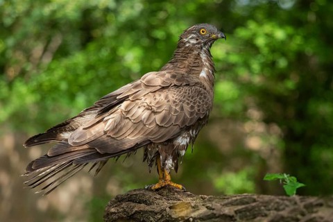 European Honey Buzzard (Pernis apivorus), Subotica, Serbia