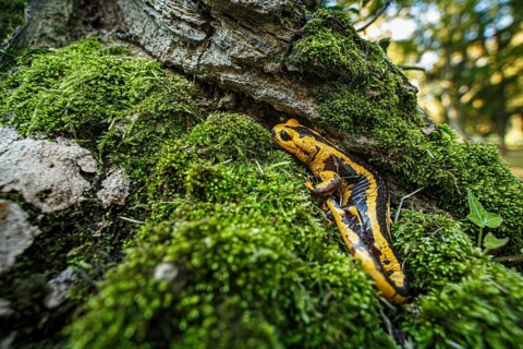 Fire Salamander (Salamandra salamandra bernardezi), endemic subspecies of a few points in north