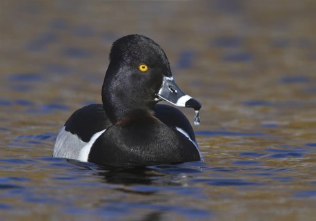 Ring-necked Duck (Aythya collaris) male, British Columbia, Canada