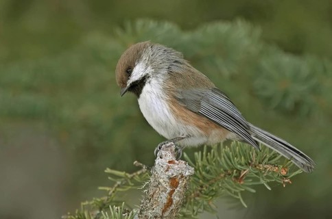 Boreal Chickadee (Poecile hudsonicus), Saskatchewan, Canada