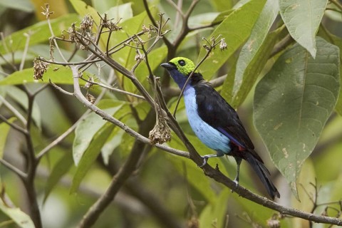 Paradise Tanager (Tangara chilensis), Ecuador