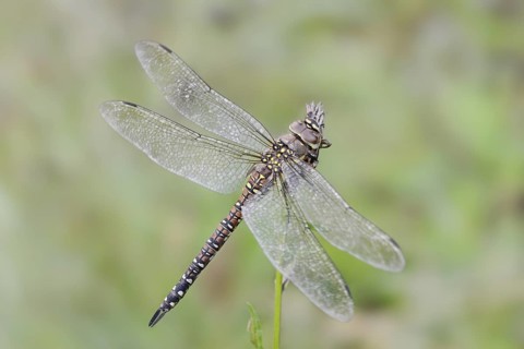 Autumn mosaic damselfly (Aeshna mixta), female, North Rhine-Westphalia, Germany