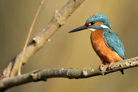 In the fork of a branch... Kingfisher (Alcedo atthis) in the most beautiful light on a natural
