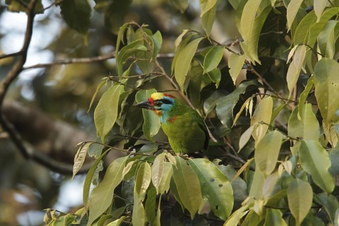 Black-browed Barbet (Psilopogon oorti) male, Fraser's Hill, Malaysia