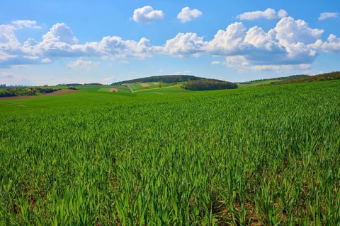 Green grain field under a blue sky with white clouds, surrounded by hills and nature, Karsbach,