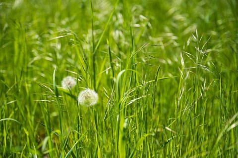 Meadow with faded dandelion (Taraxacum), dandelion, North Rhine-Westphalia, Germany