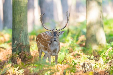 European fallow deer (Dama dama) buck in a forest, Hesse, Germany