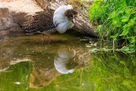 A bird stands by the water with its reflection and surrounded by green vegetation, ruff (Calidris