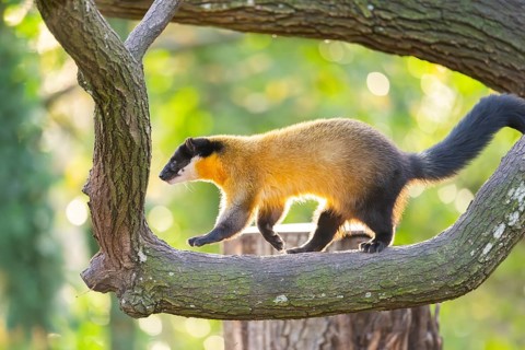 Yellow-throated marten (Martes flavigula) on a tree in autumn, Germany
