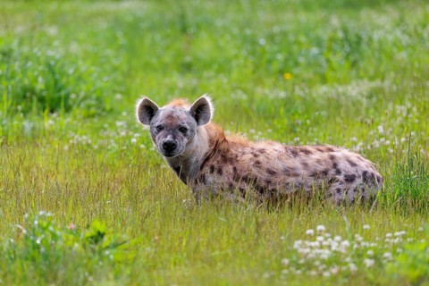 An adult male spotted hyena (Crocuta crocuta) lying in a green meadow, observing something.