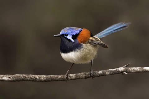 Blue-breasted Fairywren (Malurus pulcherrimus) male, Western Australia, Australia