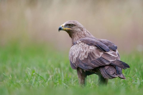 Lesser Spotted Eagle (Clanga pomarina) on grassland, Poland