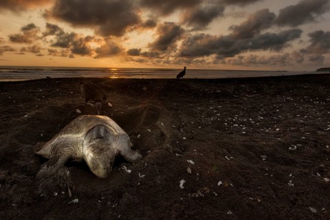 Olive ridley sea turtle (Lepidochelys olivacea) laying eggs as the sun sets at Playa Ostional