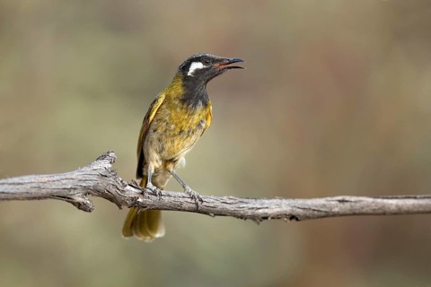 White-eared Honeyeater (Nesoptilotis leucotis) perched on a branch, Victoria, Australia