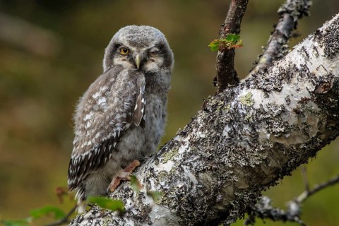 Northern Hawk-Owl (Surnia ulula) juvenile perched on an old branch, Dalarna, Sweden