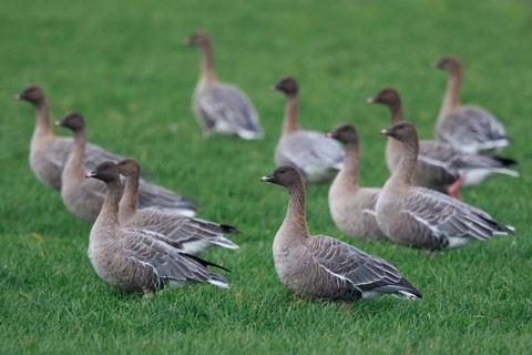 Pink-footed Goose (Anser brachyrhynchus) group resting, Netherlands