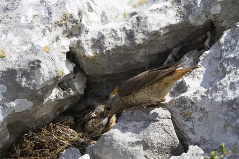 Common Rock Thrush (Monticola saxatilis) female cleaning fecal sac out of nest, Primorje, Croatia