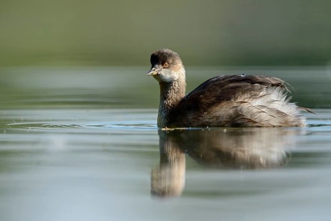 Black-necked Grebe (Podiceps nigricollis) juvenile, North Rhine-Westphalia, Germany