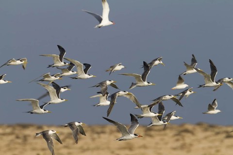 Greater Crested Tern (Thalasseus bergii) flying, Oman