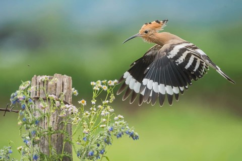 Eurasian Hoopoe (Upupa epops) flying, Aosta Valley, Italy