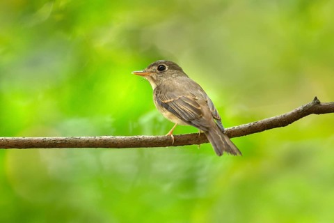 Brown-breasted Flycatcher (Muscicapa muttui) perched on a branch, Kerala, India