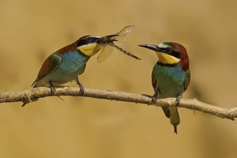 European Bee-eater (Merops apiaster) pair displaying, United Kingdom