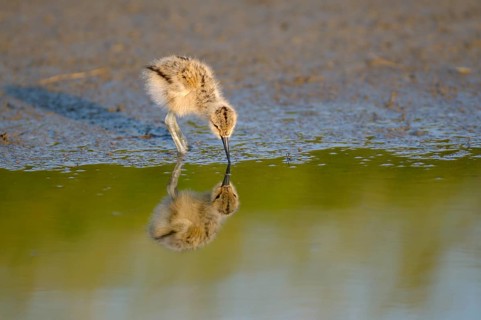 Saebelschnaebler (Recurvirostra avosetta), Avocet, Jungvogel bei der Nahrungssuche, mit Spiegelung,