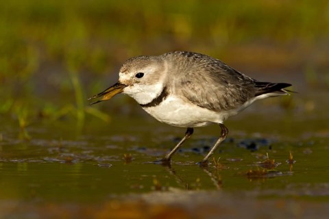 Wrybill (Anarhynchus frontalis) foraging, Glentanner, South Island, New Zealand