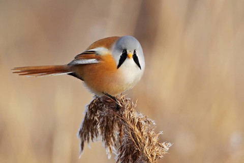 Bartmeise (Panurus biarmicus)