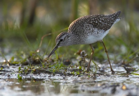 Wood Sandpiper (Tringa glareola), Schleswig-Holstein, Germany