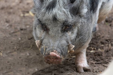 Pot-bellied pig (Sus scrofa domesticus), close up, wildlife park, Bavaria, Germany