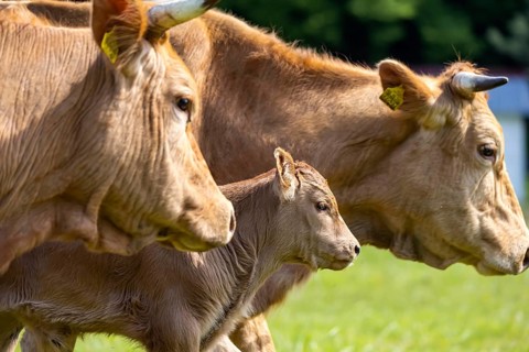 Cows on a pasture, landscape near Oerrot in the north-east of Baden-Württemberg. Oberrot,