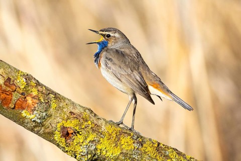 Bluethroat (Luscinia svecica cyanecula) ml Germany