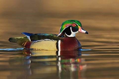 Wood Duck (Aix sponsa) male, British Columbia, Canada