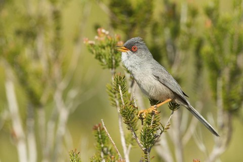 Balearic Warbler (Sylvia balearica) male singing, Mallorca, Spain