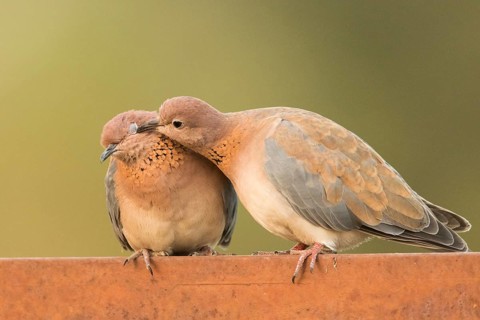 Laughing Dove (Spilopelia senegalensis) pair, Gambia